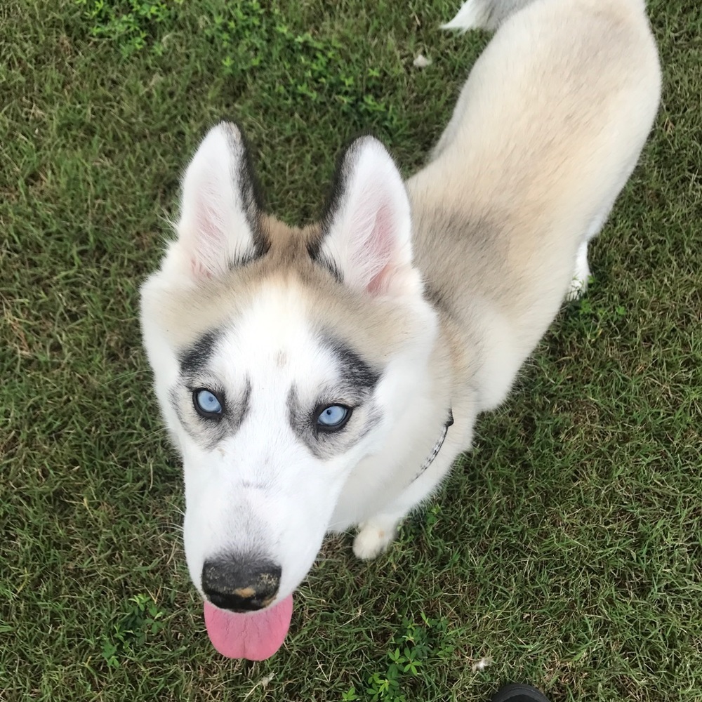 Meet your Posher, Tyler